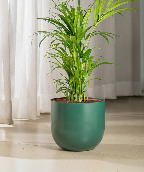 Areca Palm with Arbor Planter