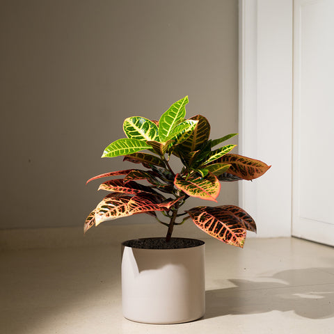 Croton Petra with Zen Planter