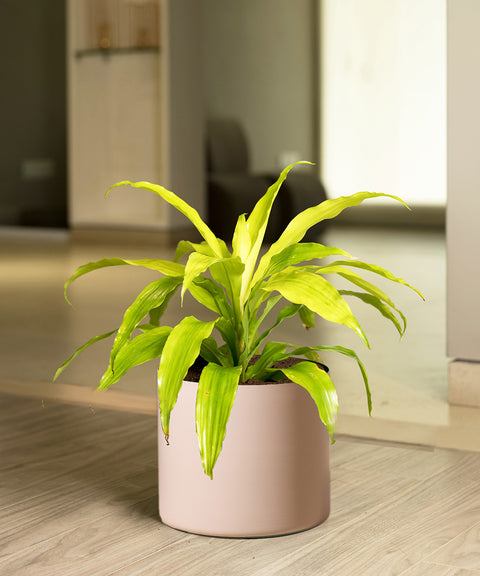 Golden Dracaena with Zen Planter