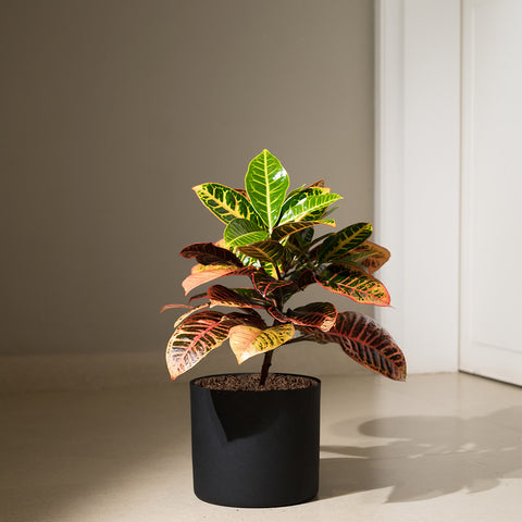 Croton Petra with Zen Planter