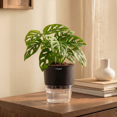 Philodendron Broken Heart Plant With Self Watering Pot