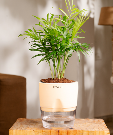 jade palm plant Chamaedorea Palm Plant With Self Watering Pot