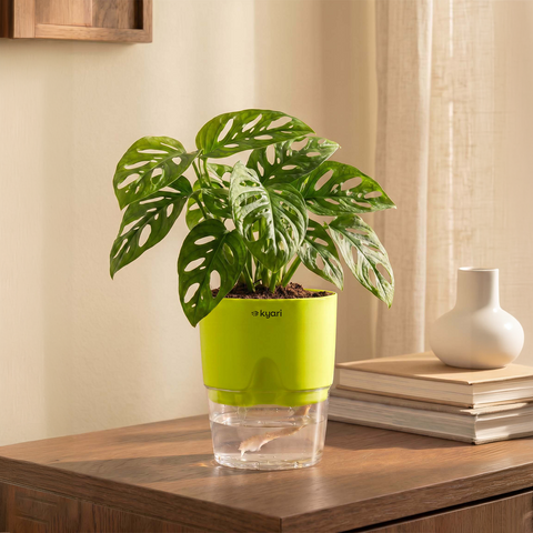 Philodendron Broken Heart Plant With Self Watering Pot