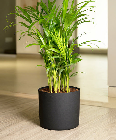 Areca Palm Plant