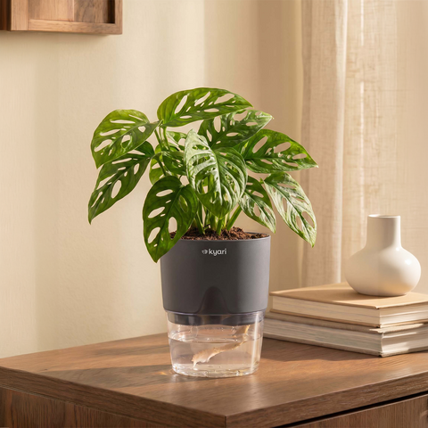 Philodendron Broken Heart Plant With Self Watering Pot
