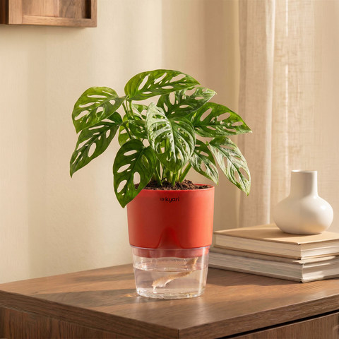 Philodendron Broken Heart Plant With Self Watering Pot