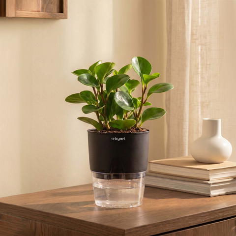 Peperomia Green Plant With Self Watering Pot