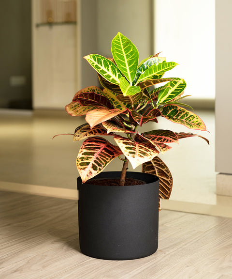 Croton Petra with Zen Planter