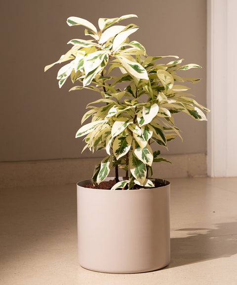 Safari Ficus with Zen Planter