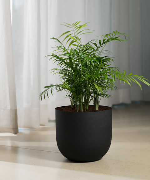 Chamaedorea palm with Arbor Planter