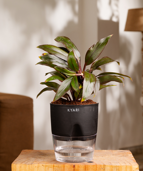 Dracaena Compacta Plant - BYOB