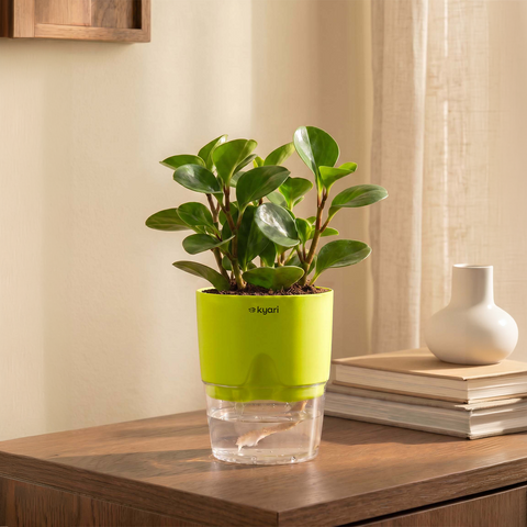 Peperomia Green Plant With Self Watering Pot