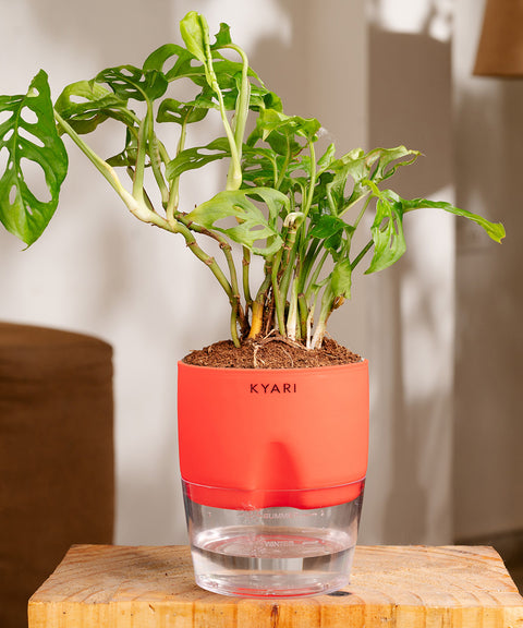 philodendron broken heart plant care Philodendron Broken Heart Plant With Self Watering Pot