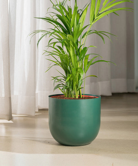 Areca Palm Plant