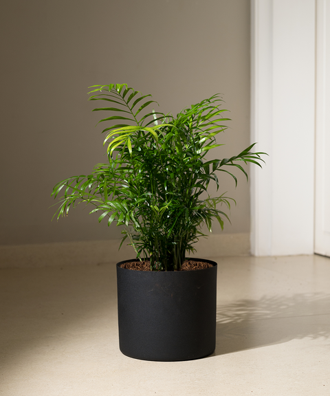 Chamaedorea Palm with Zen Planter