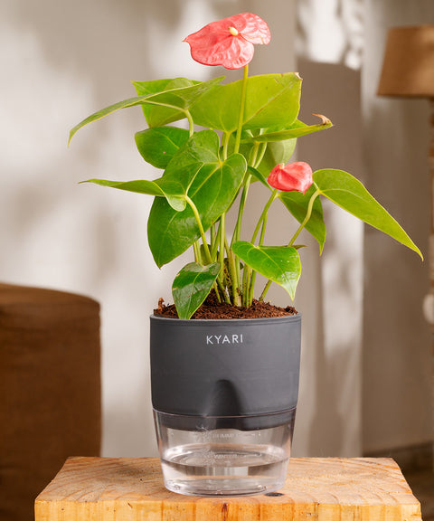 Anthurium Red Plant With Self Watering Pot