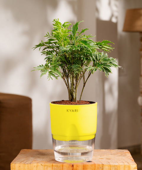 Aralia Green Plant - BYOB