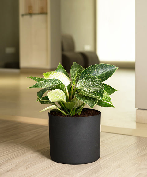 Philodendron Berkin with Zen Planter