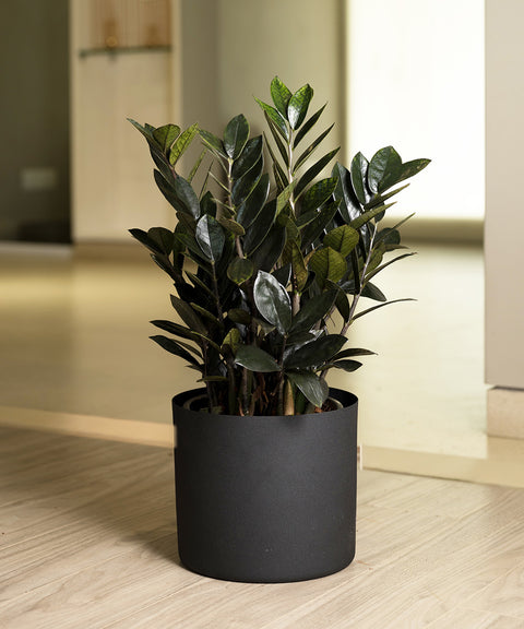 ZZ Black with Zen Planter