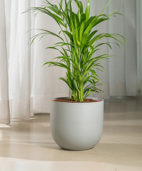 Areca Palm with Arbor Planter