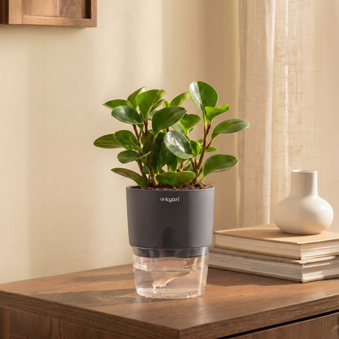 Peperomia Green Plant With Self Watering Pot