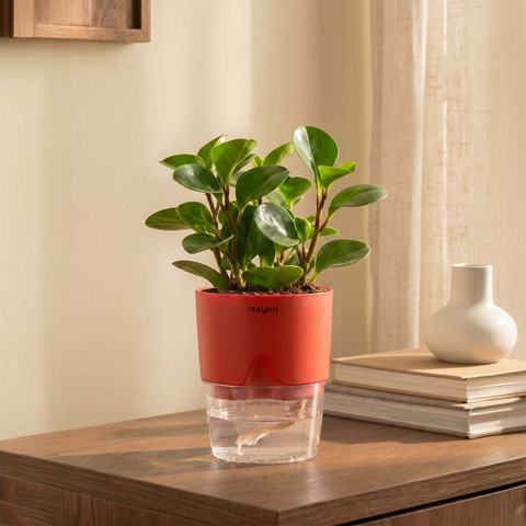 Peperomia Green Plant With Self Watering Pot