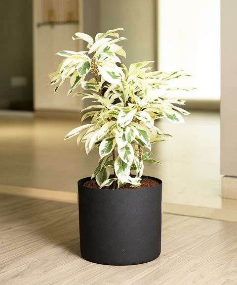 Safari Ficus with Zen Planter