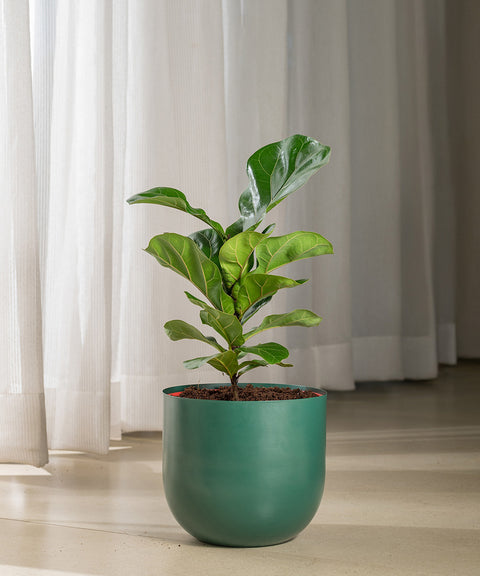 Ficus Lyrata - Fiddle Fig- Arbor Planter