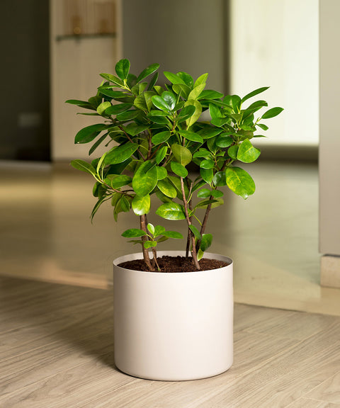 Ficus Moclame Plant with Zen Planter