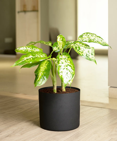 Dieffenbachia Cheetah with Zen Planter