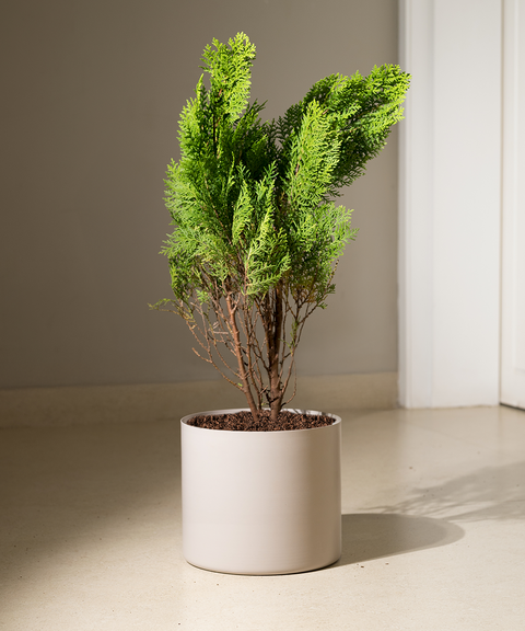 Thuja Plant with Zen Planter