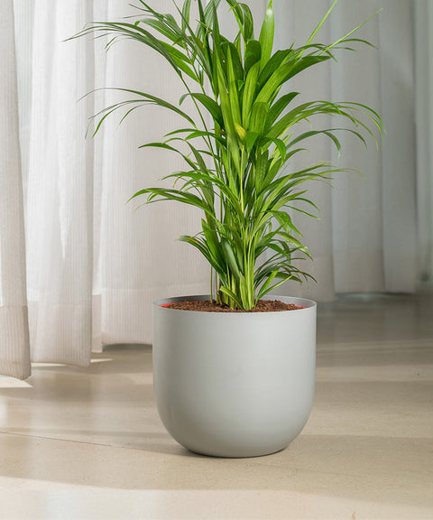 Areca Palm Plant