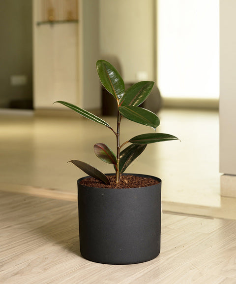 Black Rubber with Zen Planter