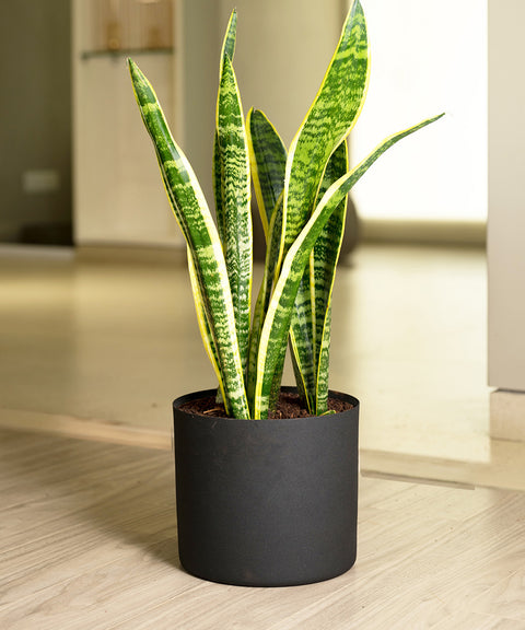 Sansevieria Laurentii with Zen Planter