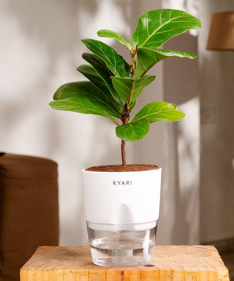 Fiddle Fig Plant