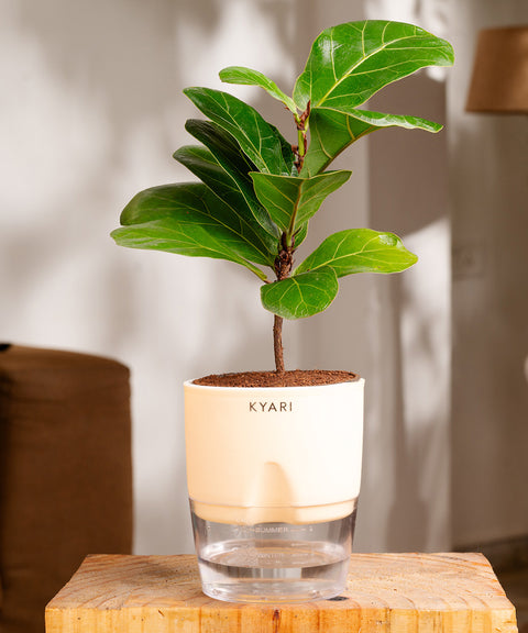 self watering fiddle leaf fig Fiddle Fig Plant With Self Watering Pot