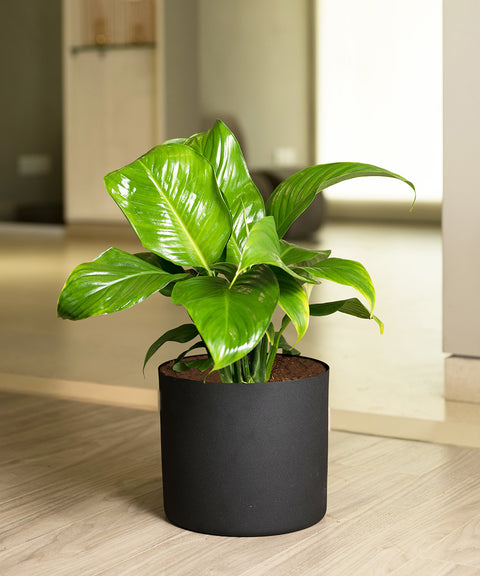 Peace Lily with Zen Planter