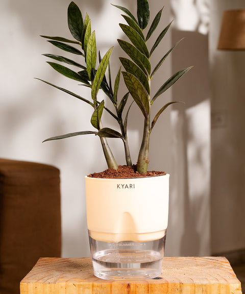 ZZ - Zamia Black Plant