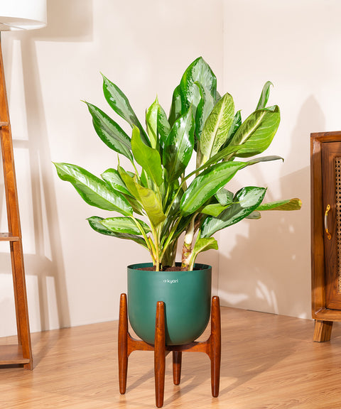 Aglonema Ice with Extra Large Self Watering Pot