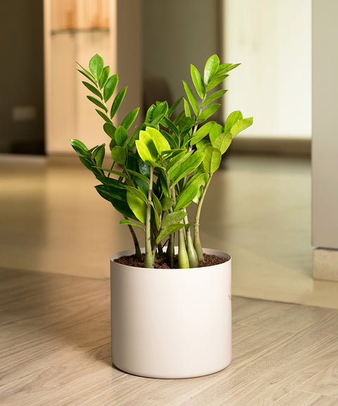 ZZ Green with Zen Planter