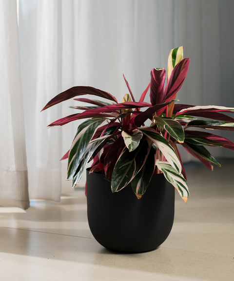 Calathea Triostar with Arbor Planter