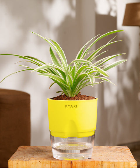 Spider Plant - BYOB