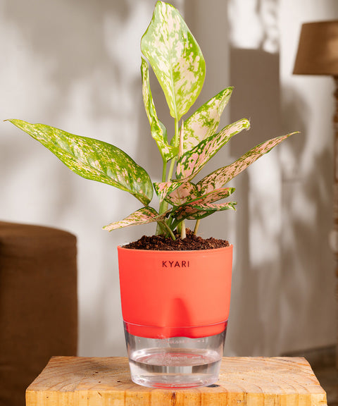 Aglaonema Pink Valentine Plant