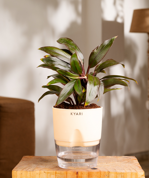 Dracaena Compacta Plant - BYOB