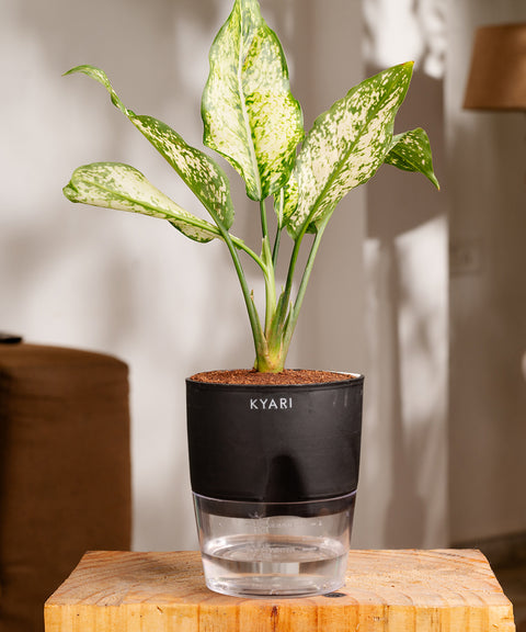 Aglaonema Snow White Plant With Self Watering Pot