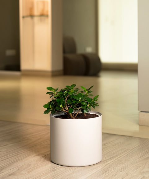 Ficus Microcarpa with Zen Planter