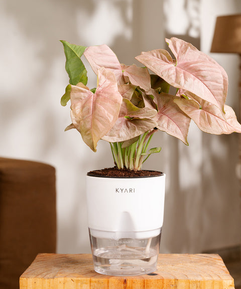 Syngonium Pink Plant