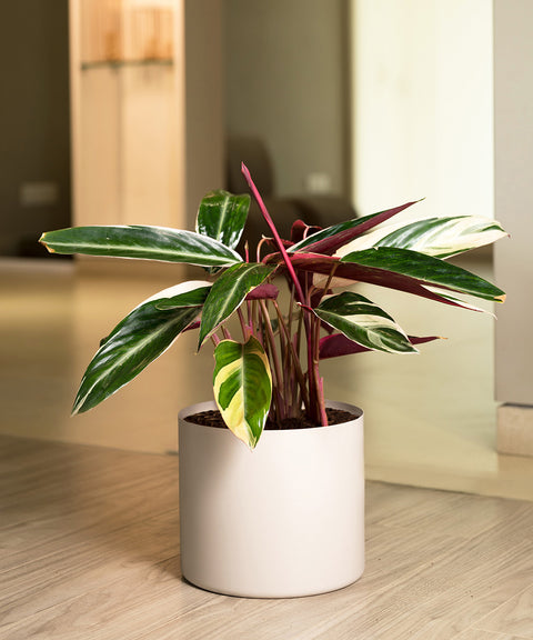 Calathea Triostar with Zen Planter