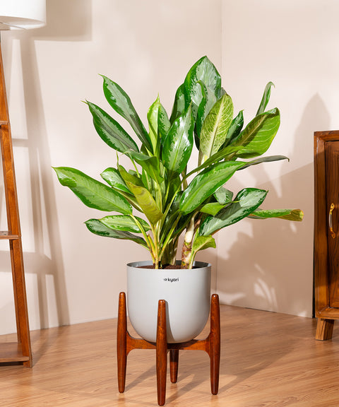 Aglonema Ice with Extra Large Self Watering Pot