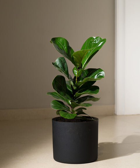 Ficus Lyrata - Fiddle Fig- Zen Planter